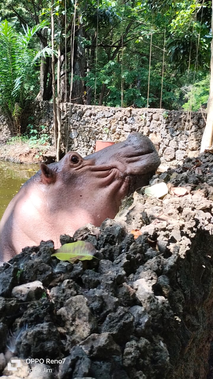 Tsavo National Park wildlife safari Kenya